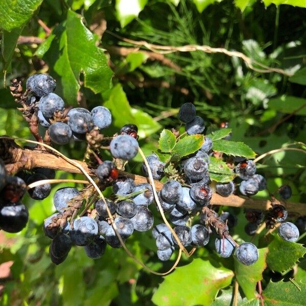 Berberis aquifolium Плод