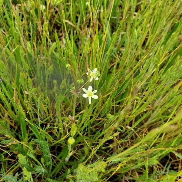 Moehringia lateriflora Flor