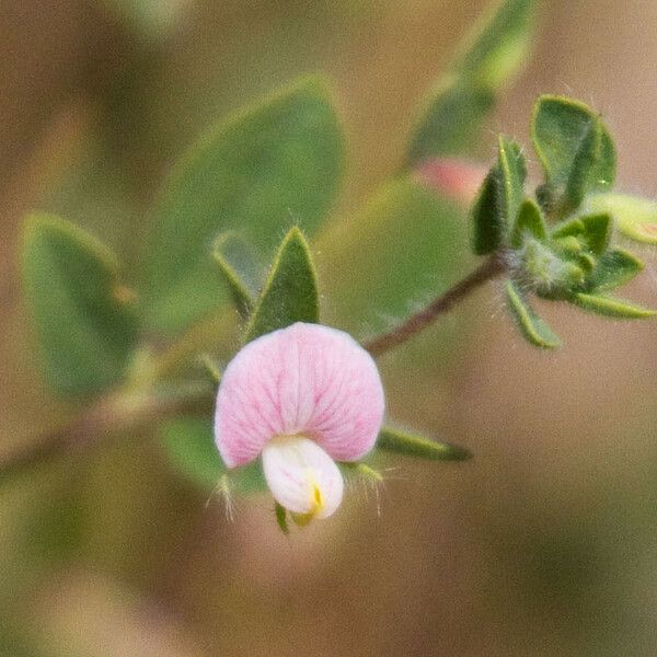 Acmispon americanus Kvet