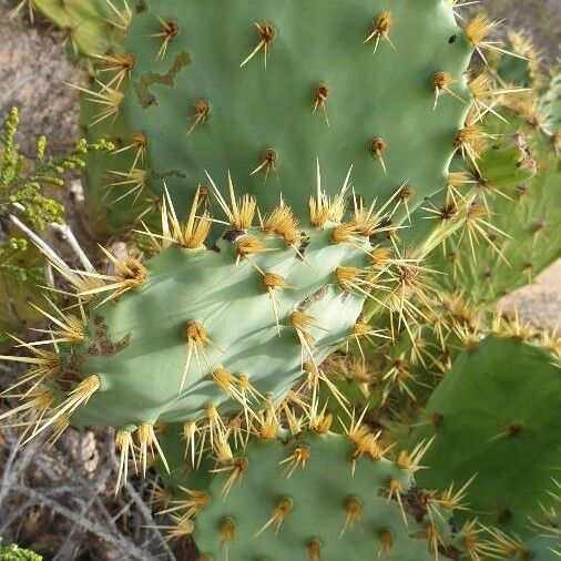 Opuntia dillenii List