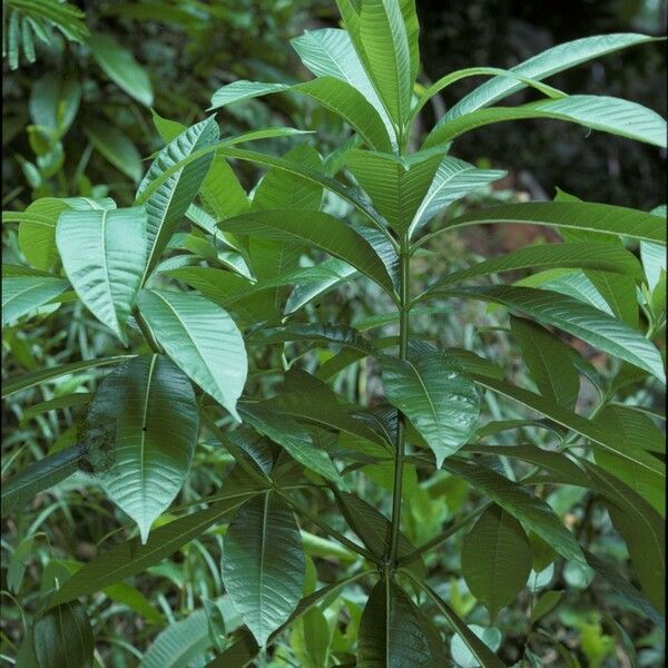 Alstonia macrophylla Rinde