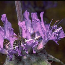 Salvia carduacea Floare