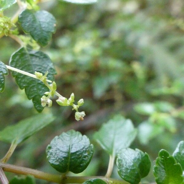 Pilea urticifolia Cvet