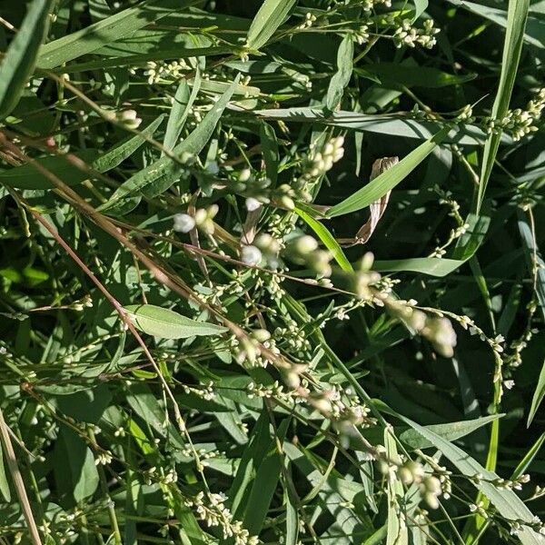 Persicaria punctata Flors