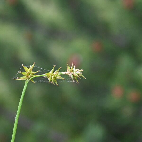 Carex echinata Кветка