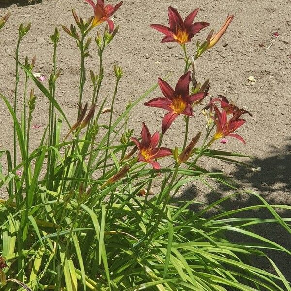 Hemerocallis minor Fleur