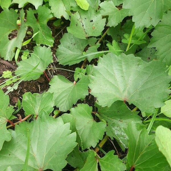 Vitis rotundifolia ᱥᱟᱠᱟᱢ