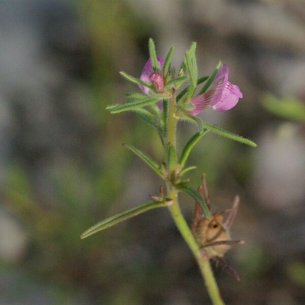 Misopates orontium ফুল