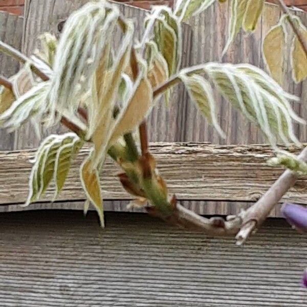 Wisteria floribunda Leaf