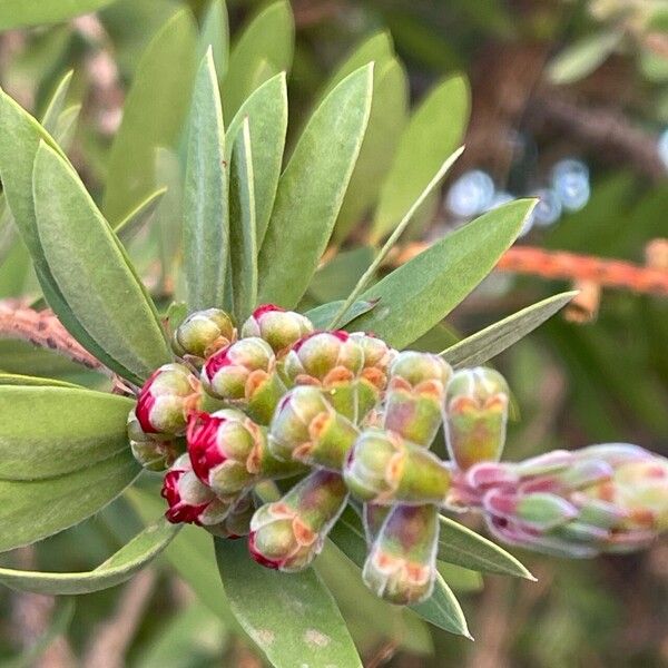 Melaleuca rugulosa Frucht