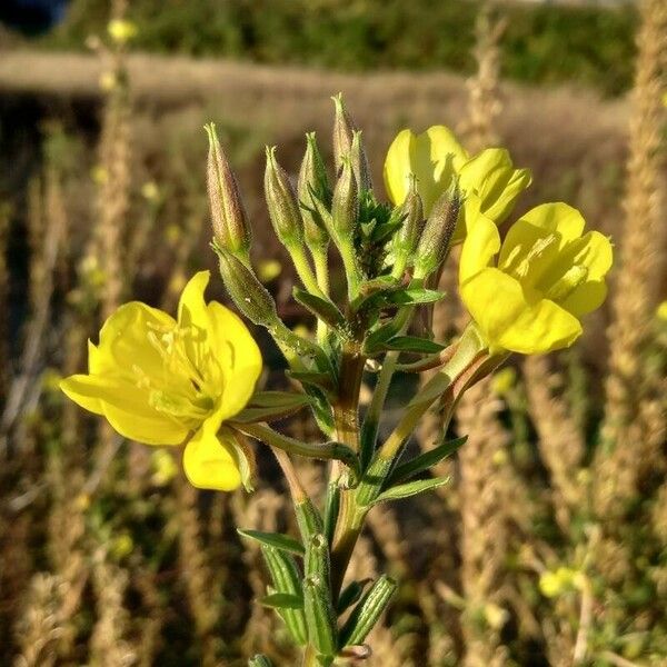 Oenothera biennis Kwiat