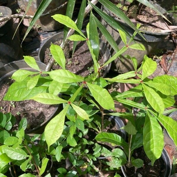 Quassia amara Blad