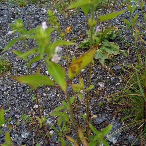 Galeopsis bifida Blomma