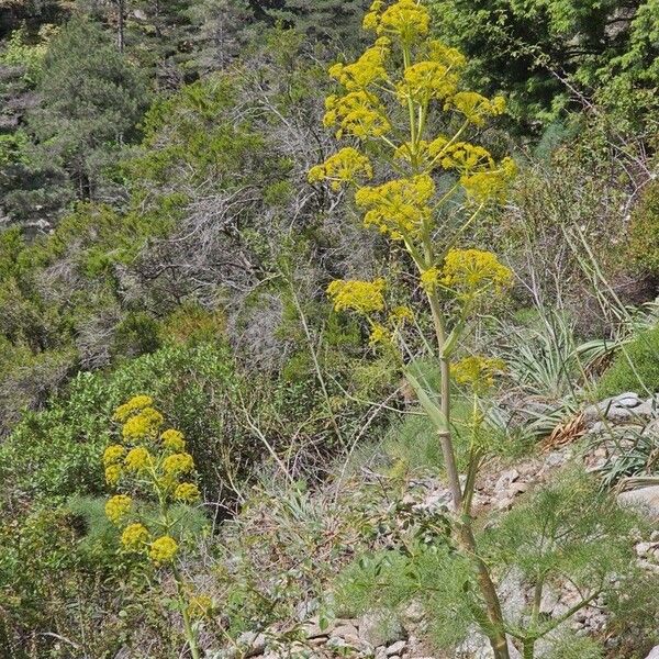 Ferula communis फूल