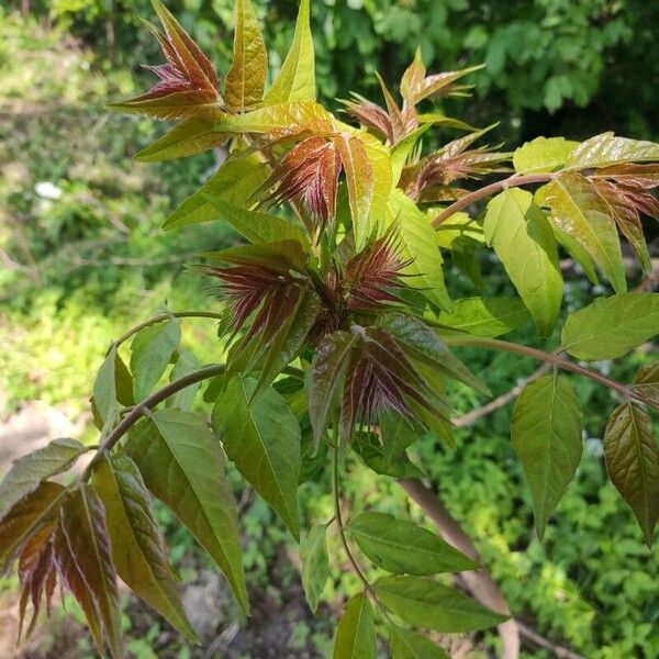 Ailanthus altissima পাতা