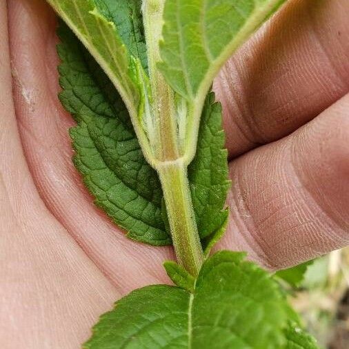 Teucrium canadense Kabuk