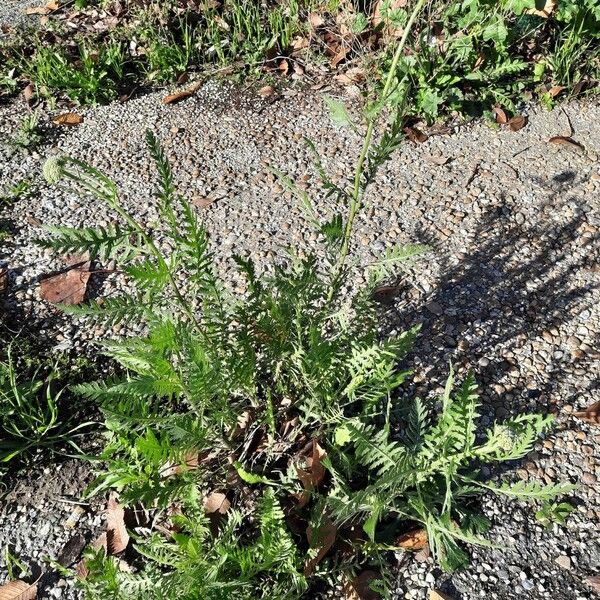 Achillea filipendulina Агульны выгляд