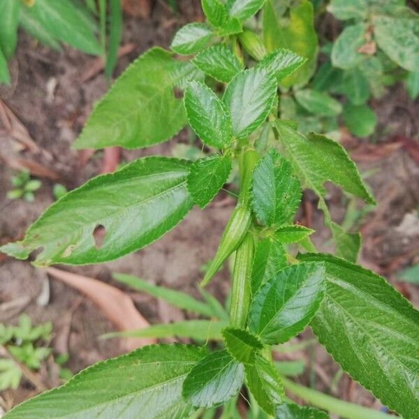 Corchorus olitorius Fruit