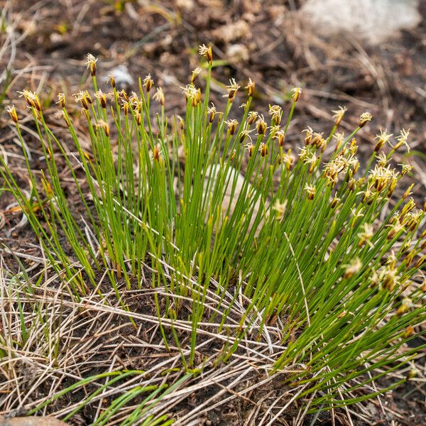 Trichophorum cespitosum Flower