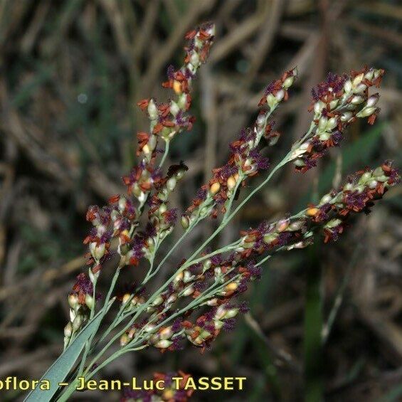 Panicum repens Flor