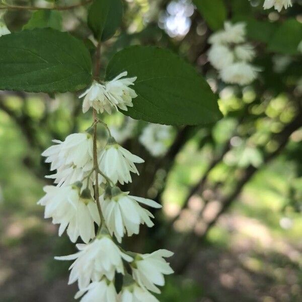 Deutzia gracilis Flower