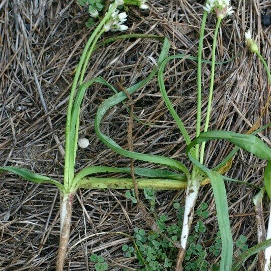Allium subvillosum Habitat