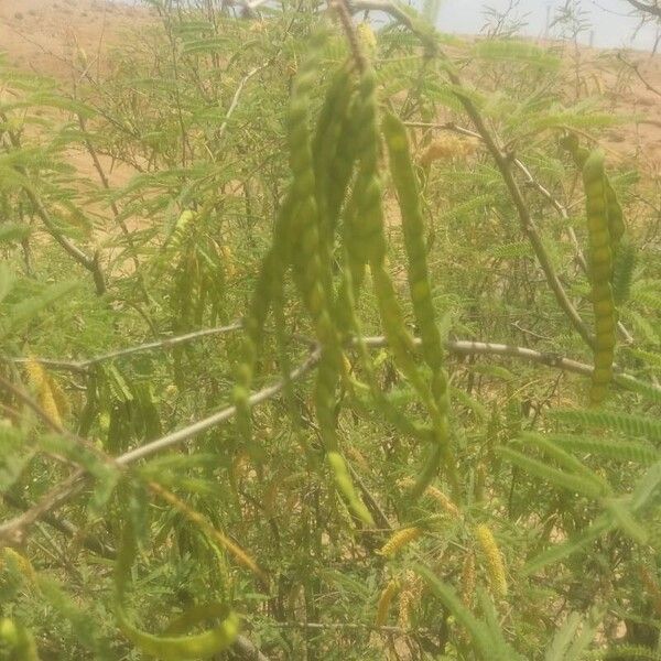 Prosopis glandulosa Frunză