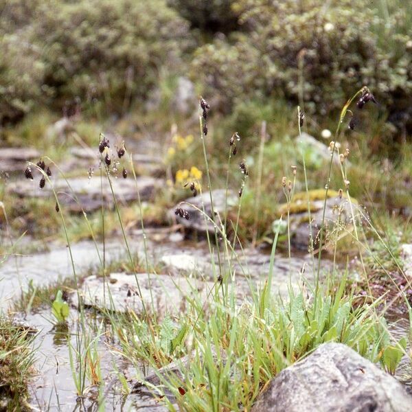 Carex atrofusca Habit