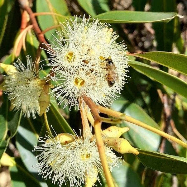 Eucalyptus robusta Kwiat