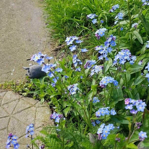 Myosotis alpestris Flower