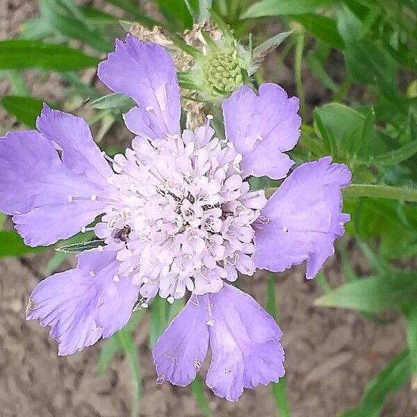 Lomelosia caucasica (Pincushion-flower)