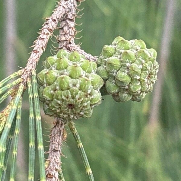 Casuarina equisetifolia Gyümölcs