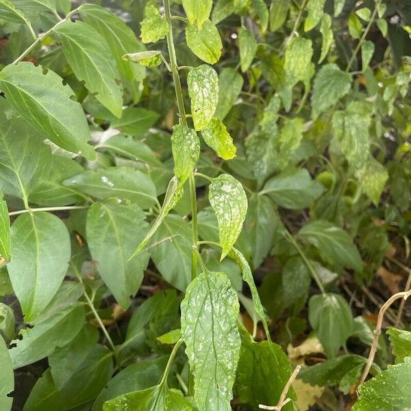 Scutellaria altissima Φύλλο