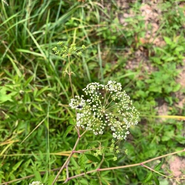 Cicuta maculata Flower