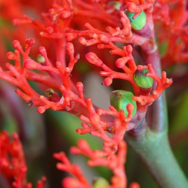 Jatropha podagrica Λουλούδι