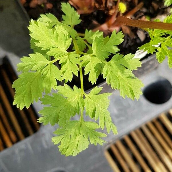 Dicentra eximia Blatt