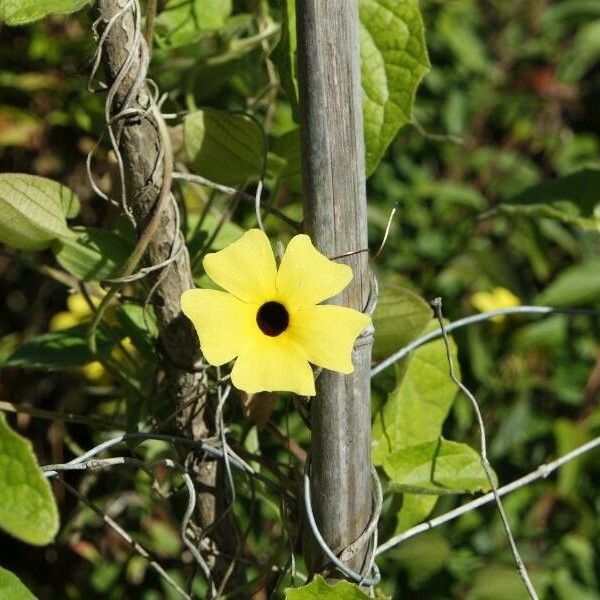 Thunbergia alata Flower