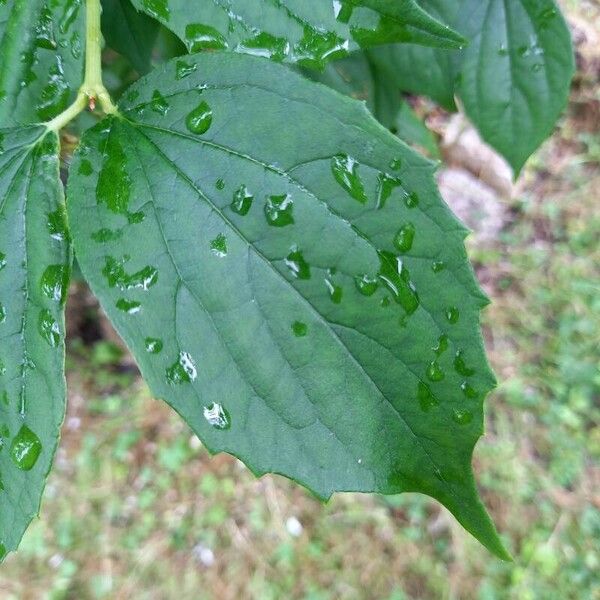 Philadelphus x virginalis Leaf