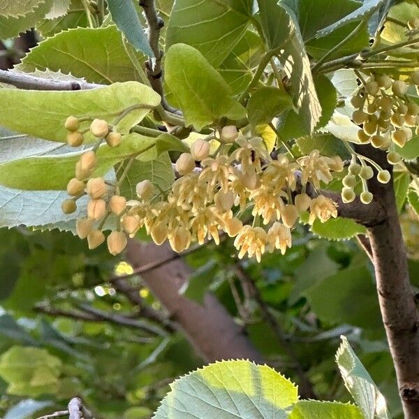 Tilia americana Frucht