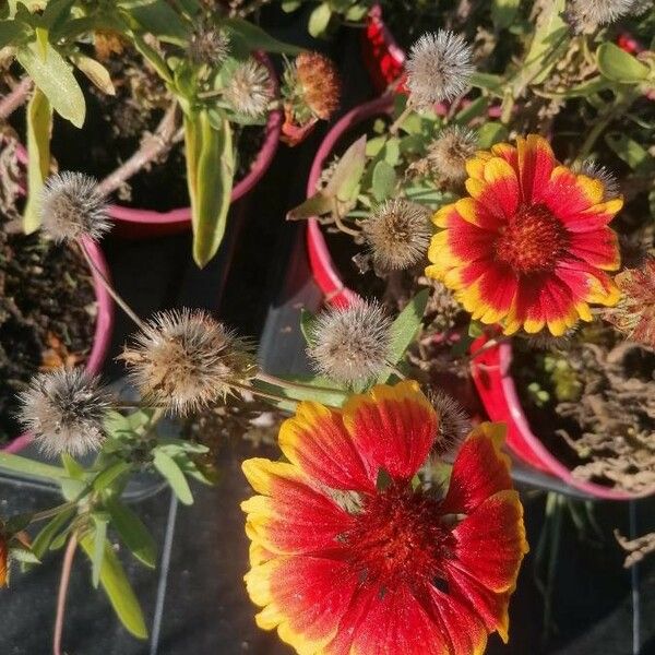 Gaillardia aristata Flors