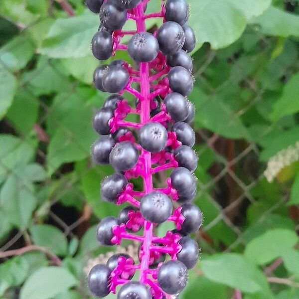 Phytolacca americana Fruit