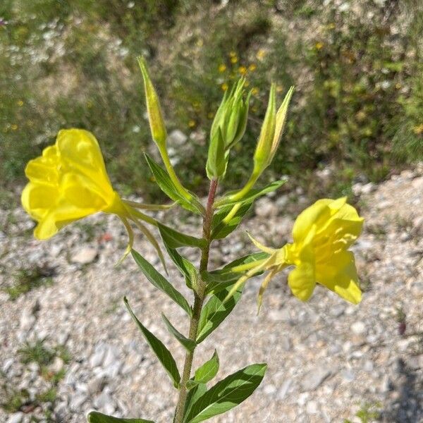 Oenothera laciniata Цветок