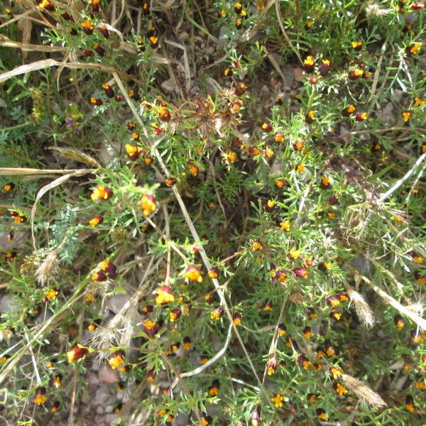 Dyssodia papposa Habit