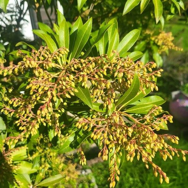 Pieris japonica Кветка