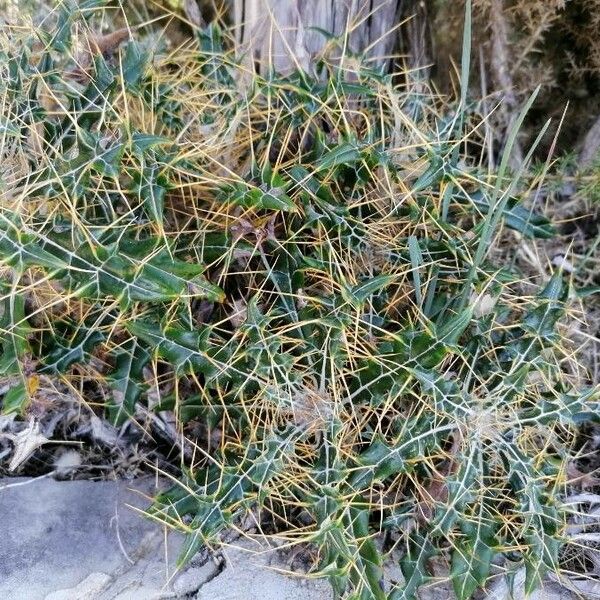 Ptilostemon casabonae Hoja