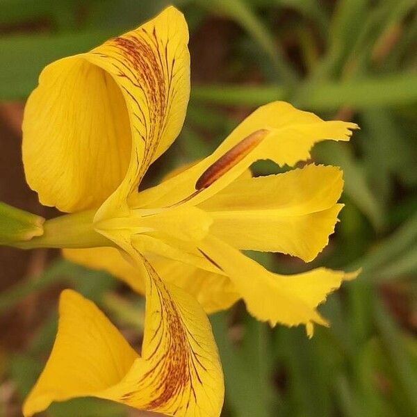 Iris pseudacorus 花