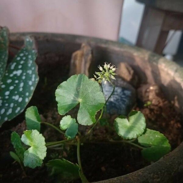 Hydrocotyle leucocephala Leaf