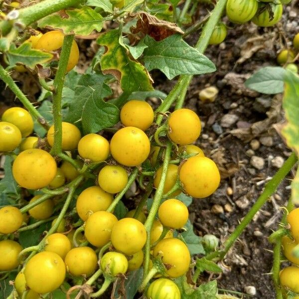 Solanum carolinense Fruit