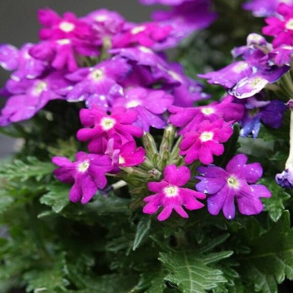 Verbena rigida Habitat