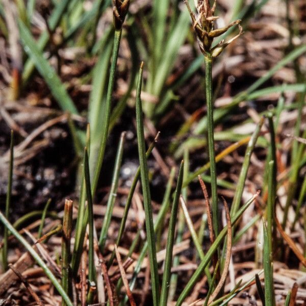 Carex microglochin Habit